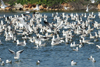 Larus armenicus